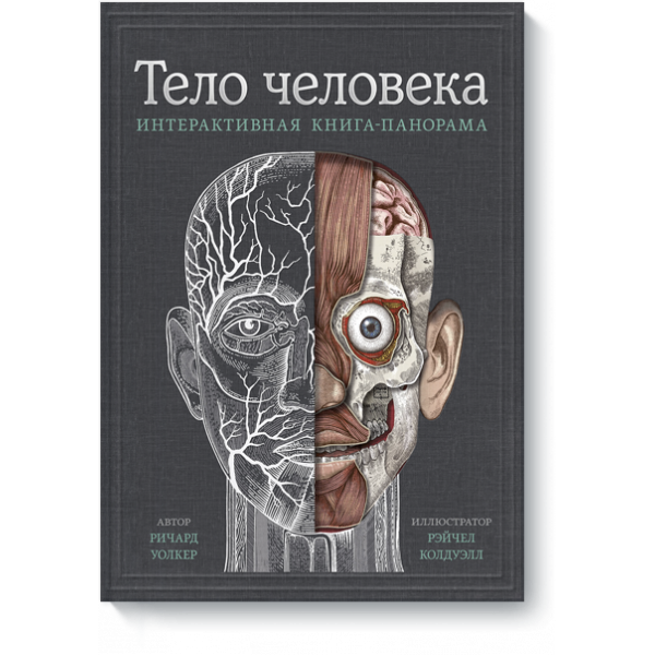 Тело человека